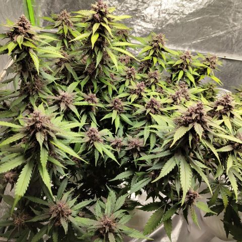 DarkDevil #2 growlog timeline photo