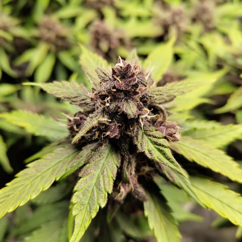 DarkDevil #2 growlog timeline photo