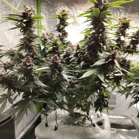 DarkDevil #2 growlog timeline photo