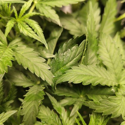 Mysterio #1 [monster] growlog photo: Cutting these two leaves from main stalk off from collecting moisture