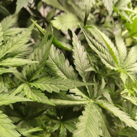 Mysterio #1 [monster] growlog photo: Cutting these two leaves from main stalk off from collecting moisture