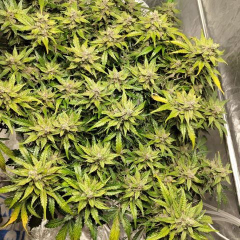 CBD Crack #2 growlog timeline photo