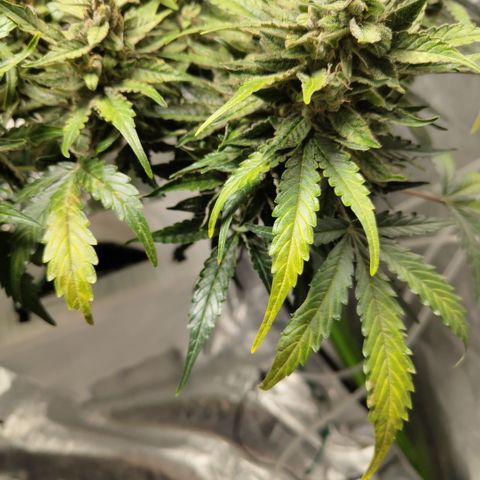 CBD Crack #2 growlog timeline photo