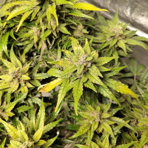 CBD Crack #2 growlog timeline photo