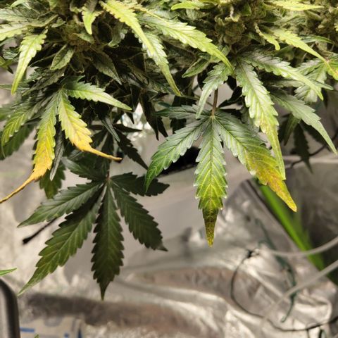 CBD Crack #2 growlog timeline photo