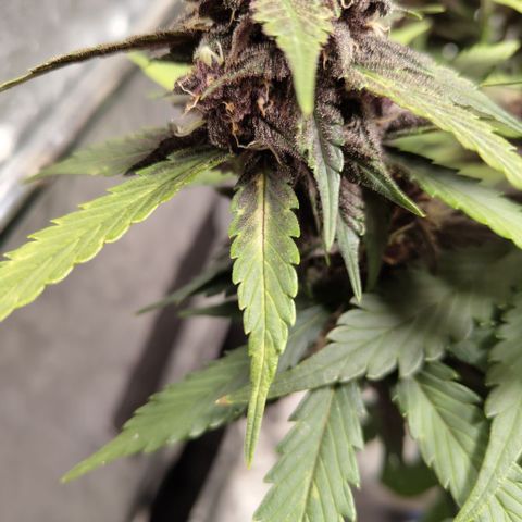 DarkDevil #2 growlog photo: Slight signs of calmag def here too