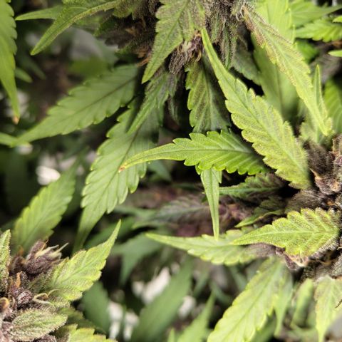 DarkDevil #2 growlog photo: Slight signs of calmag def here too