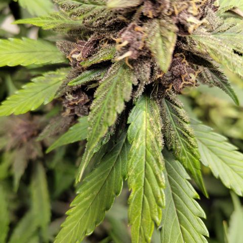DarkDevil #2 growlog photo: Slight signs of calmag def here too