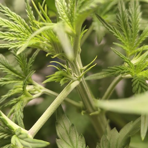 Mysterio #1 [monster] growlog photo: First pistils
