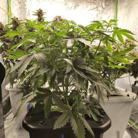 Mysterio #1 [monster] growlog timeline photo