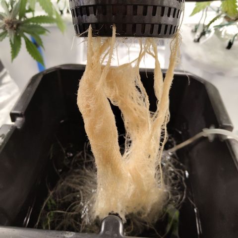 Mysterio #1 [monster] growlog timeline photo