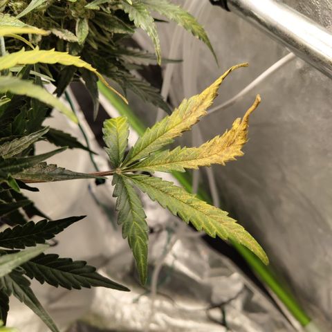 CBD Crack #2 growlog timeline photo