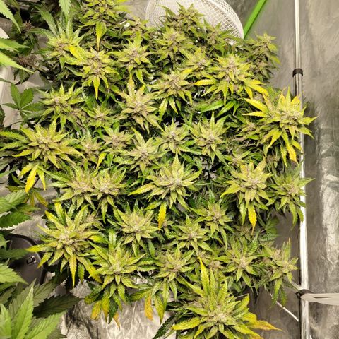 CBD Crack #2 growlog timeline photo