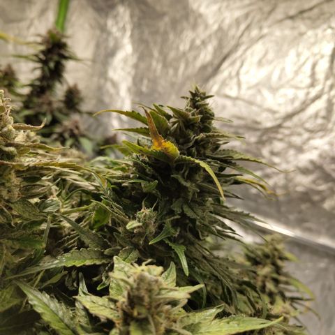 CBD Crack #2 growlog timeline photo