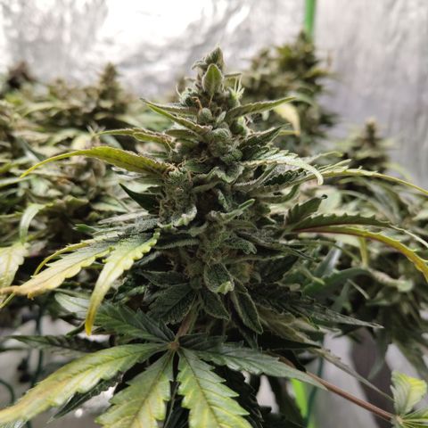 CBD Crack #2 growlog timeline photo