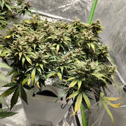 CBD Crack #2 growlog timeline photo