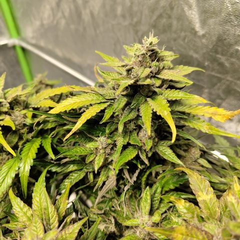 CBD Crack #2 growlog timeline photo