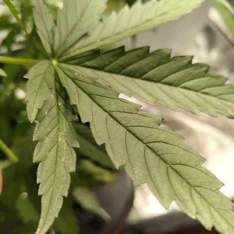 Mysterio #1 [monster] growlog photo: Problems here too - growth is great, colour is great, values are great but still got same weird stuff as other two (especially dd) -have to figure put what the fug this is, virus maybe?