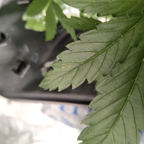 Mysterio #1 [monster] growlog photo: Problems here too - growth is great, colour is great, values are great but still got same weird stuff as other two (especially dd) -have to figure put what the fug this is, virus maybe?