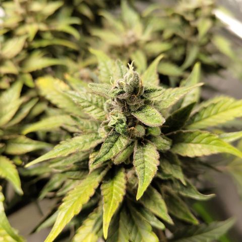 CBD Crack #2 growlog timeline photo