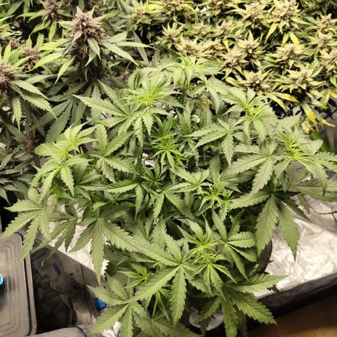 Mysterio #1 [monster] growlog timeline photo