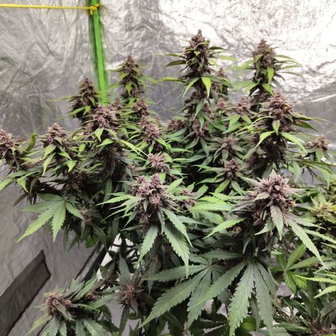 DarkDevil #2 growlog timeline photo