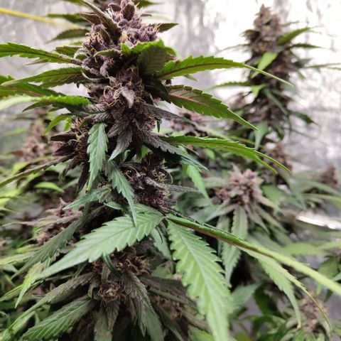 DarkDevil #2 growlog timeline photo