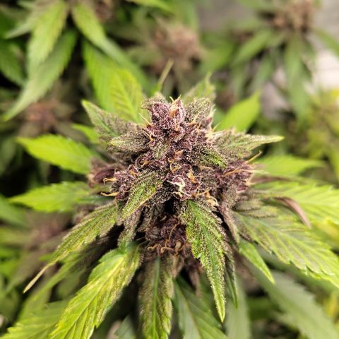 DarkDevil #2 growlog timeline photo