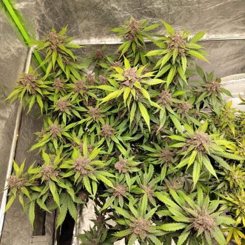 DarkDevil #2 growlog timeline photo
