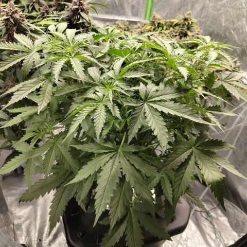Mysterio #1 [monster] growlog timeline photo