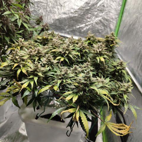 CBD Crack #2 growlog timeline photo