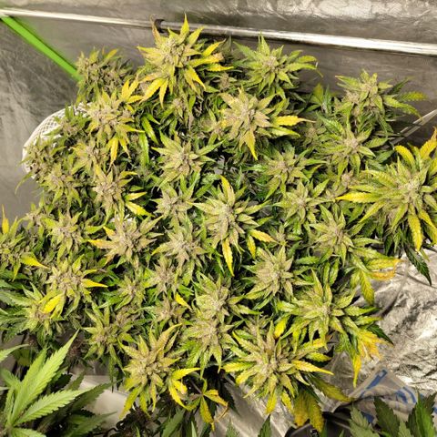CBD Crack #2 growlog timeline photo