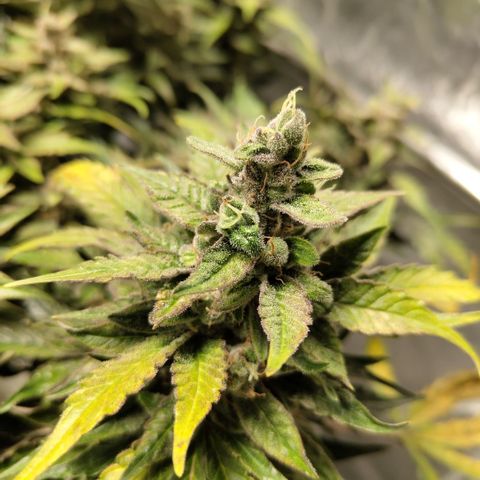 CBD Crack #2 growlog timeline photo