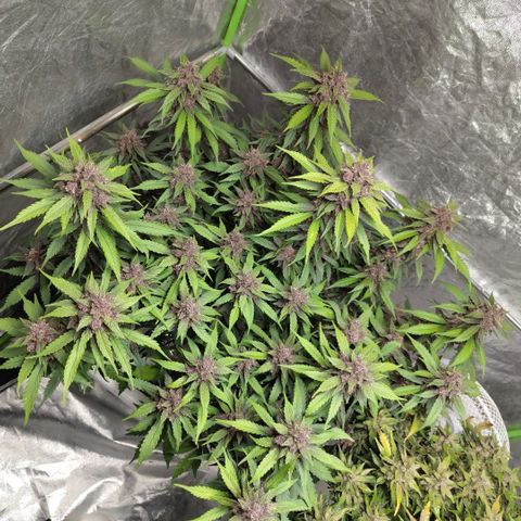 DarkDevil #2 growlog timeline photo