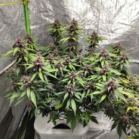 DarkDevil #2 growlog timeline photo