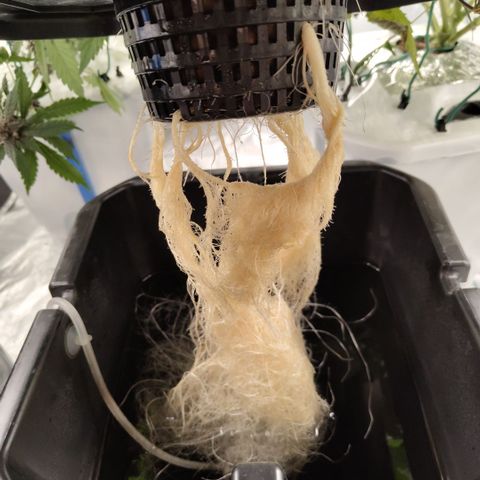 Mysterio #1 [monster] growlog timeline photo