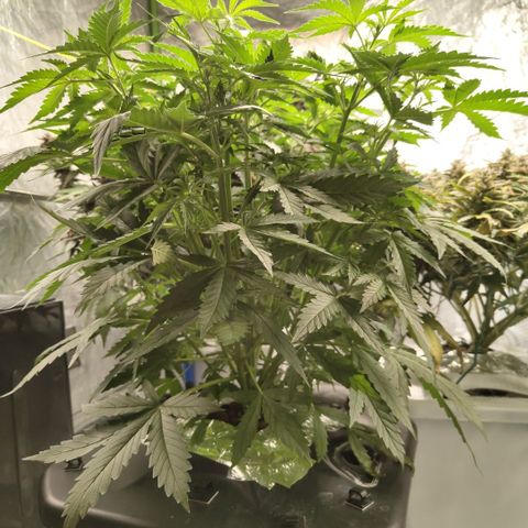 Mysterio #1 [monster] growlog timeline photo