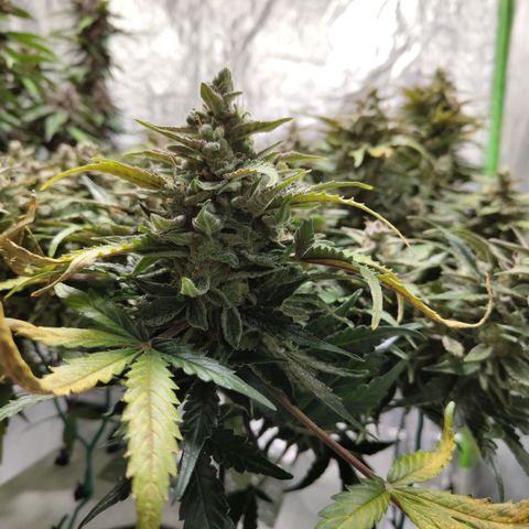 CBD Crack #2 growlog timeline photo