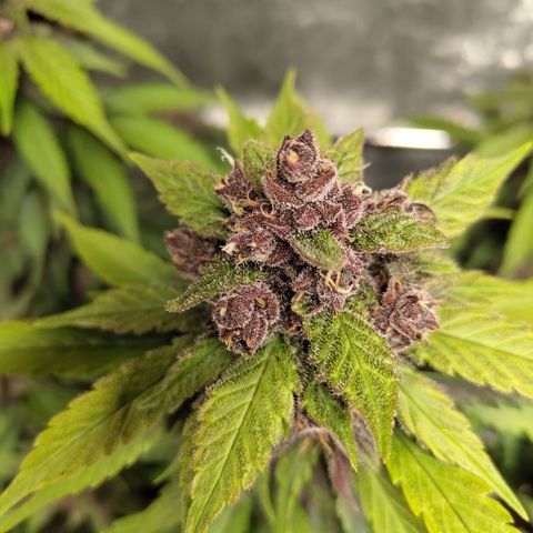DarkDevil #2 growlog timeline photo