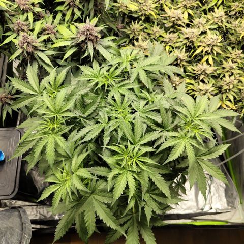 Mysterio #1 [monster] growlog timeline photo