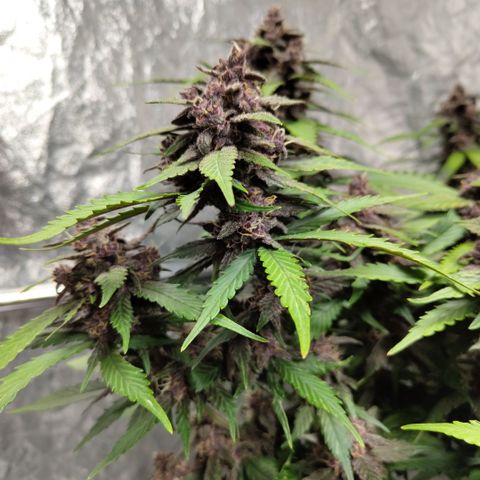 DarkDevil #2 growlog timeline photo