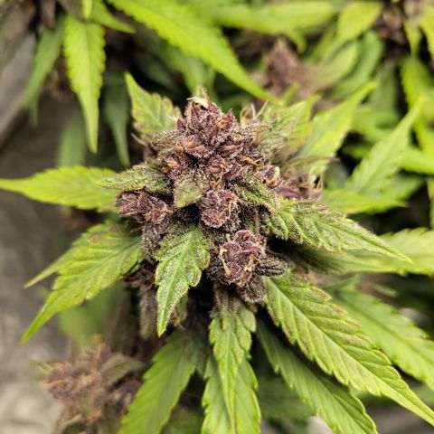 DarkDevil #2 growlog timeline photo