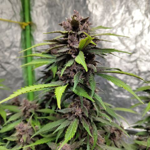 DarkDevil #2 growlog timeline photo