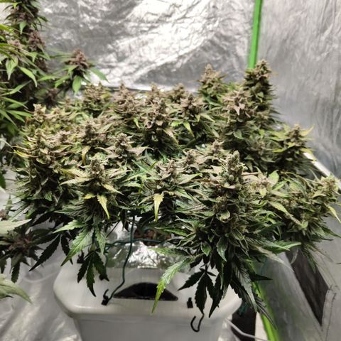 CBD Crack #2 growlog photo: After trimming of bad leaves