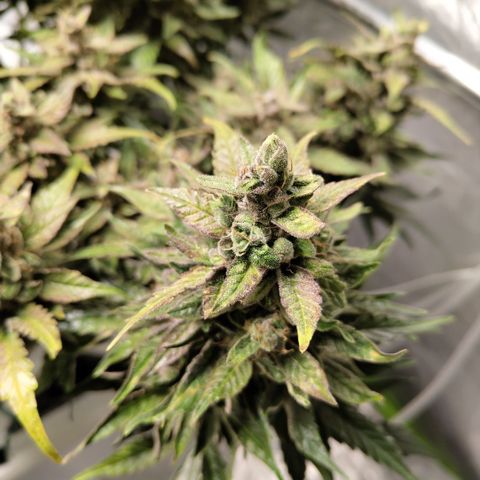 CBD Crack #2 growlog photo: After trimming of bad leaves