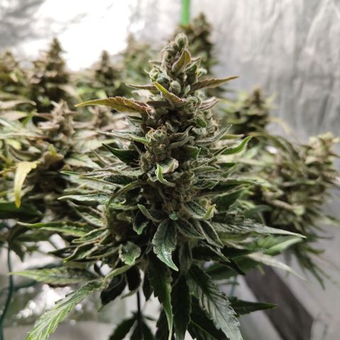 CBD Crack #2 growlog photo: After trimming of bad leaves