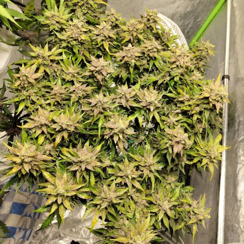 CBD Crack #2 growlog photo: After trimming of bad leaves