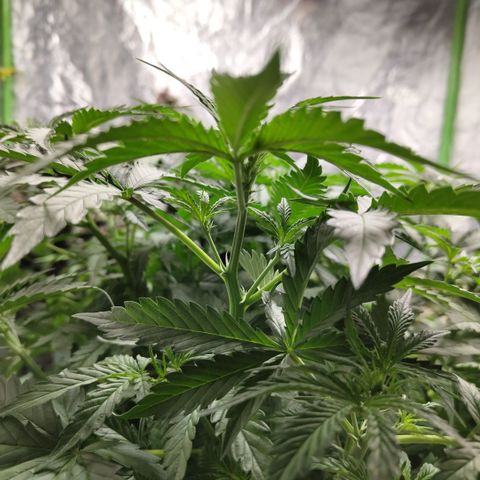 Mysterio #1 [monster] growlog timeline photo