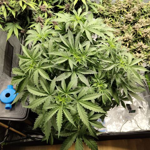 Mysterio #1 [monster] growlog timeline photo