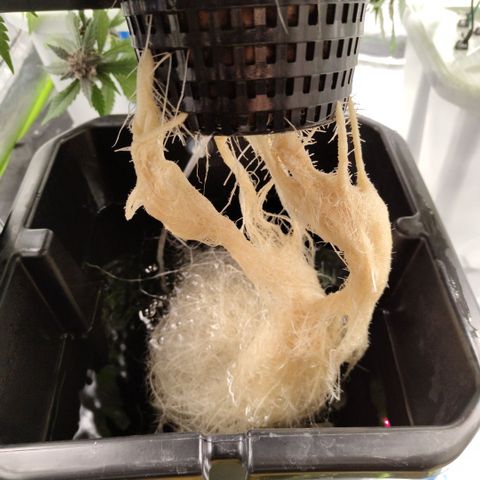 Mysterio #1 [monster] growlog timeline photo
